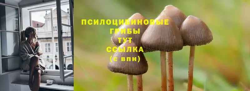 Псилоцибиновые грибы Psilocybine cubensis  Галич 