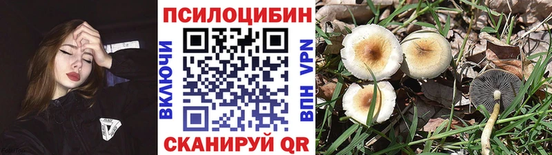 Галлюциногенные грибы Psilocybine cubensis где можно купить наркотик Галич